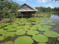 /album/fotogaleria-amazonas2/images-jpg9/